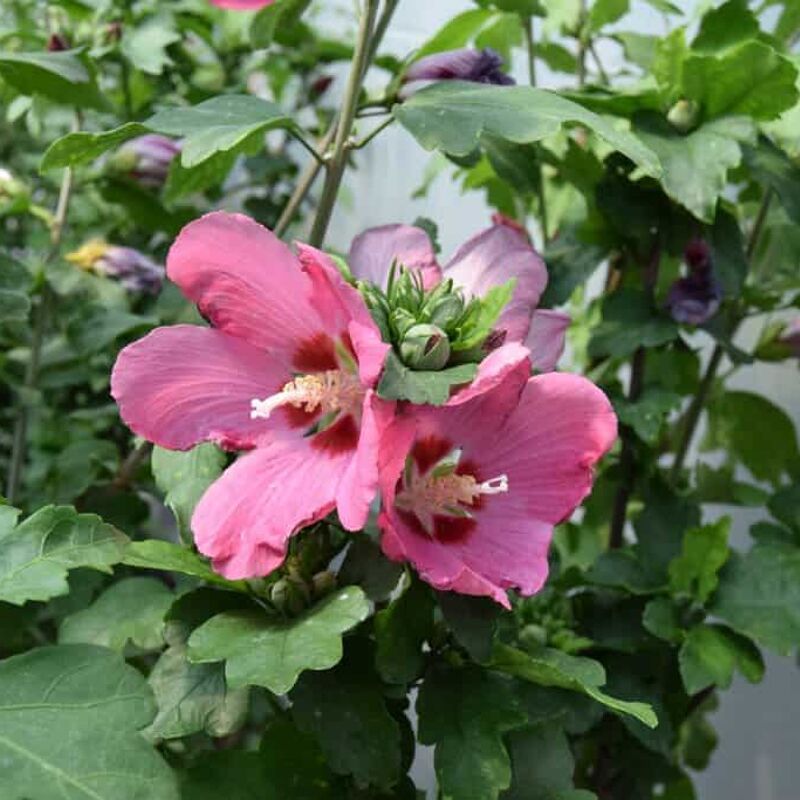 Hibiscus syriacus 'Woodbridge' 100-125 cm